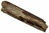 Fossil Sauropod Dinosaur (Rebbachisaurus) Tooth - Morocco #332461-1
